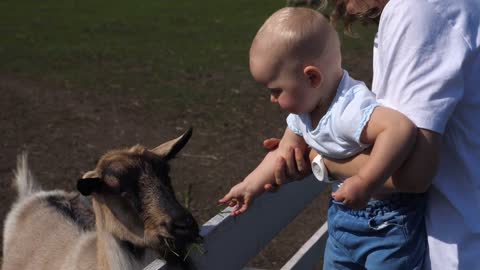 Caucasian baby on mothers hands feeding goat on a farm. Children and animals concept