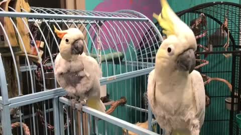 Parrots Love Being Serenaded