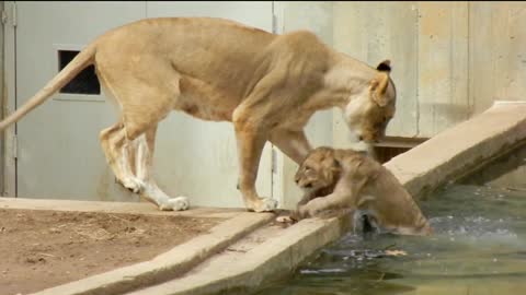 Mom knocks lion cub into the water - Lion's Family