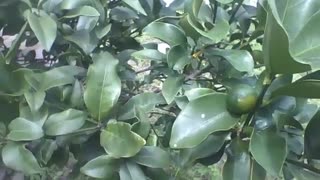 Small lemon tree with green fruit, the leaves have a nice smell! [Nature & Animals]