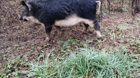Part 2. Adventures of a pig Hungarian mangalitsa. We make a boar. positive video