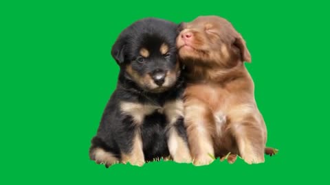 Cute Puppies Playing In Grass Green Screen Effect