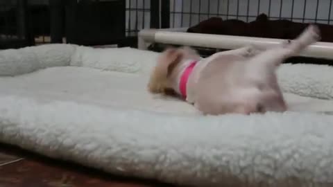 She Spent 9 Years In A Puppy Mill, But Her Reaction After Getting Her First Bed Is Priceless