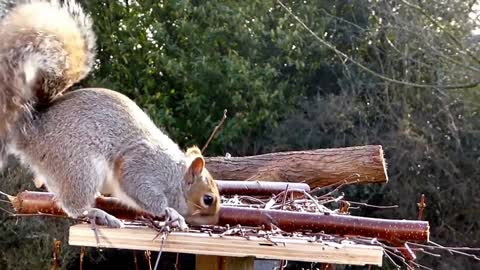 Gray Squirrel On Fence And Feeder