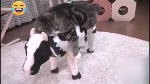 Funny Animal Videos Compilation - Cats being terrorised and cats doing the terrorising