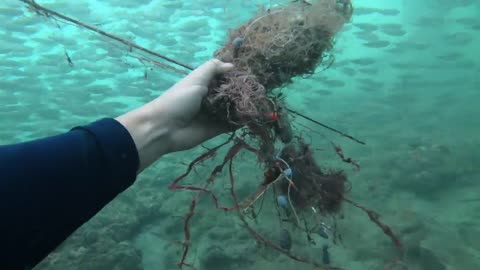 Watch Over 250 Scuba Divers Clean Up This Pier