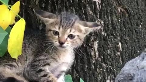 LITTLE KITTEN, FOUND THIS LOVELY ANGRY BOY