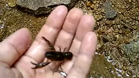 Freshwater crayfish on my hand