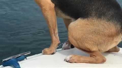 Dog can pee off of the boat