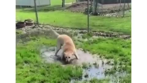 Dog Dances in the Mud