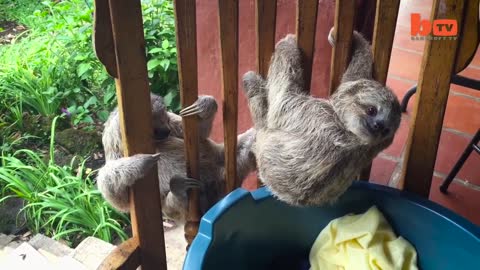 Cute Baby Sloths Learn To Climb