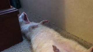 Snowball finds an open window