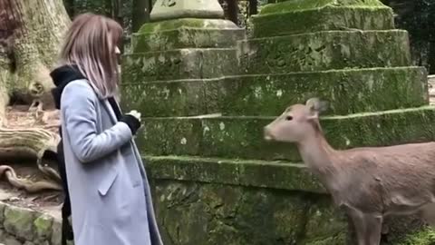making new friends in Japan’s world famous Nara Park 🦌