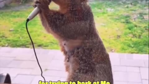 Nutty Beats and Rhymes: Squirrel Drops the Mic in Playful Rap Performance