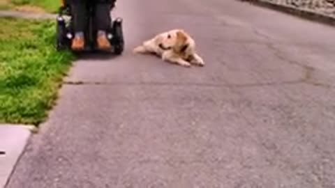 NEW!BEST! Positive Dog Training Instructional video