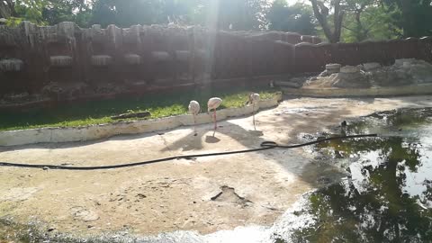 Triplets White Stork Birds Morning clean Up