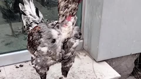 Beautiful Rooster 🐔 Video By Kingdom of Awais