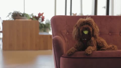 Cute Puppy Playing with a Ball