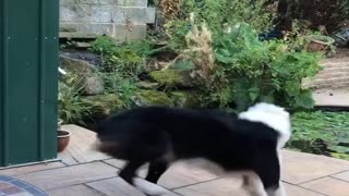 Excited Border Collie Spins for Fish Feeding