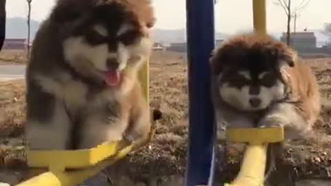 Cute dogs swing funny video
