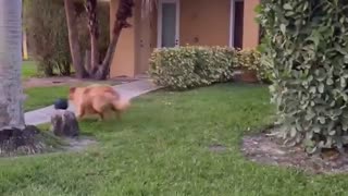 Glorious Golden Struggles with Fetch