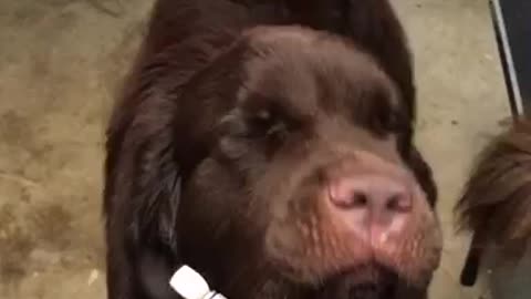 Huge Puppy Protests the Dryer