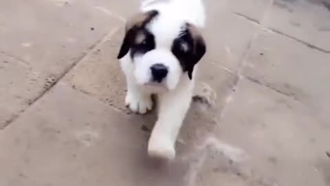 St Bernard Puppy