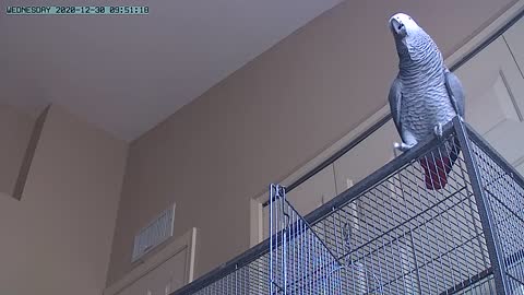 Parrot makes funny sounds