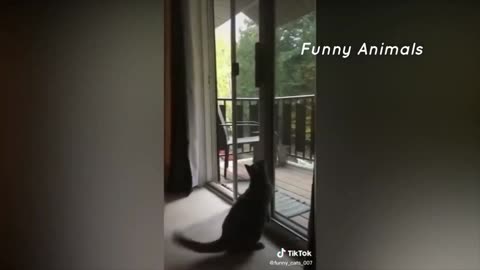 Best Funny Animal || Funny Cat 5/10
