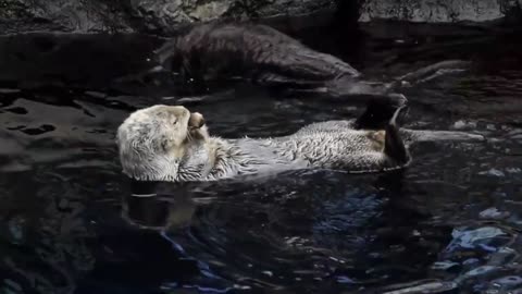 2 Lovely Sea Otters : )