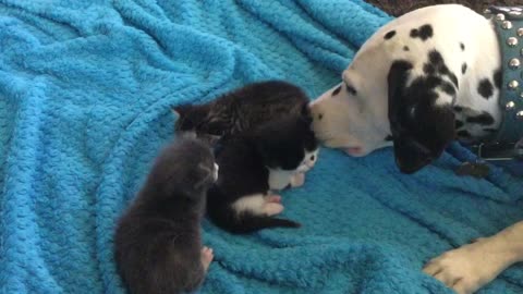 Louie the Dalmatian preciously watches over kittens