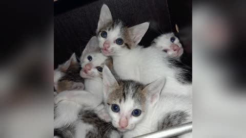 Awesome cat kittens