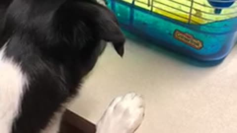 Dog fascinated with hamster