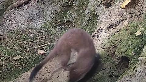 This Tiny, Perfect Creature Is A Baby Stoat