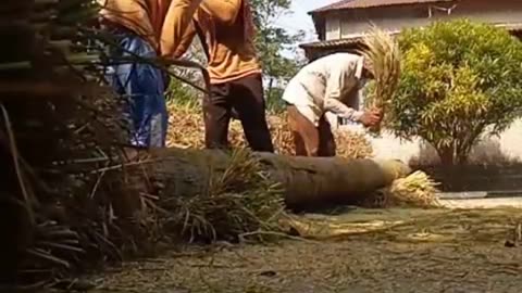 The festival of new paddy growing in the farmer's house.