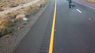 Persistent Pedestrian Hitchhikes Hazardously