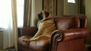 English Mastiff deeply contemplates nap time