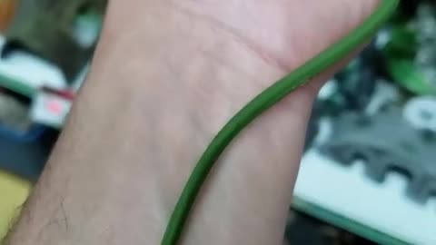 Rough green snake aka opheodryes aestovious