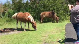 Wild Horses on Assateuge Island