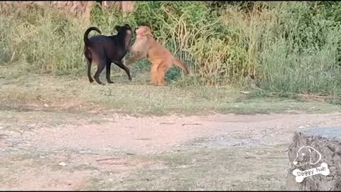 Street Dog vs Monkey candid and fun fight | Doggy hub