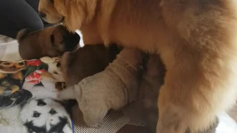 Poor mumma Chow looking after her 9 pups