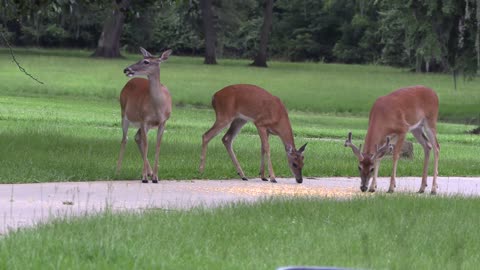 Local Whitetail Deer