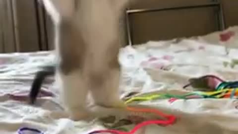 Cute standing kitty cat