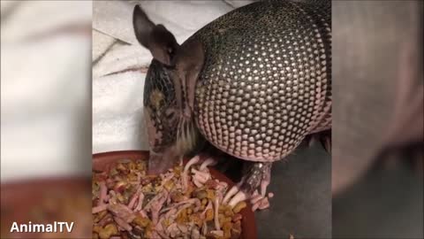 cute ARMADILLO compilation NEW 2019