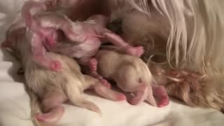 Maltese Puppies Just 2 hours old!