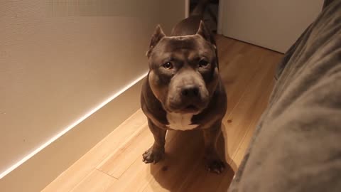 Talking Dog Czr. American Bully Is So Smart!!