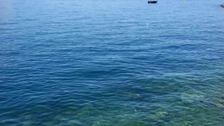 Bird on water in swiss lake