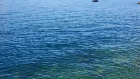 Bird on water in swiss lake