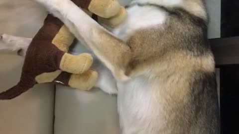 Grey dog cuddling with brown stuffed dog