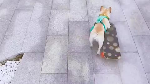 Dog skateboard challenges the spiral staircase, this is awesome! "Kuaishou Pet Tiantuan" "